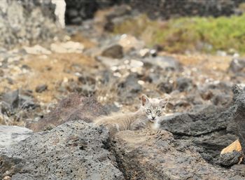 Portrait of cat on rock