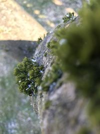 Close-up of frozen plant on rock