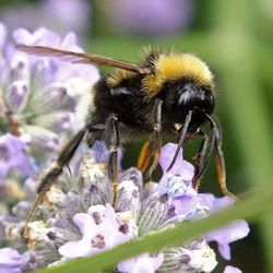 Close-up of honey bee pollinating on white flower