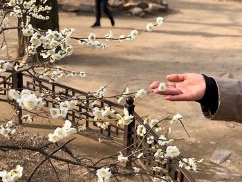 Cropped hand touching flowering plants