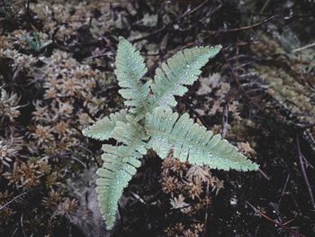 High angle view of frozen plant on field