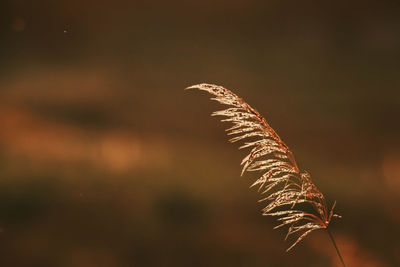 Golden grass