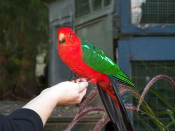 Male king parrot. wild bird perching on hand.