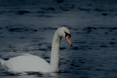 Swan swimming in lake