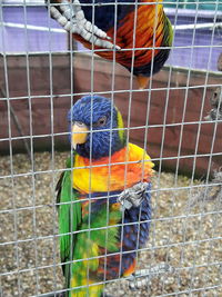 Close-up of parrot in cage