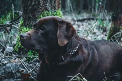 Close-up of dog looking away