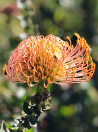 Close-up of orange flower on plant