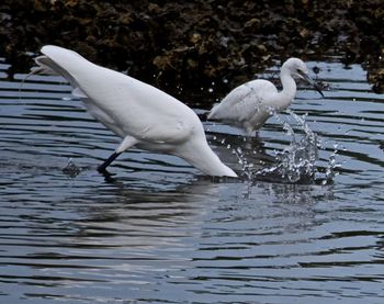 Birds flying over water