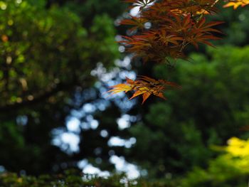Close-up of maple leaves against blurred background