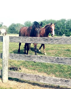 Horses grazing on field