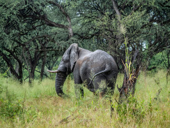 Elephant in a forest