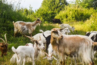 Sheep in a field