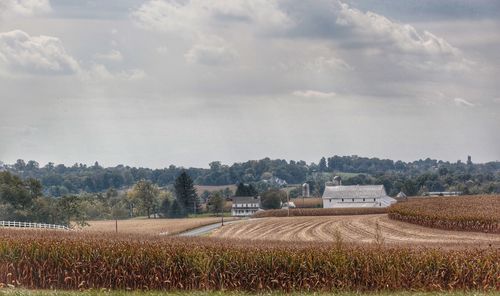 Scenic view of agricultural field against sky