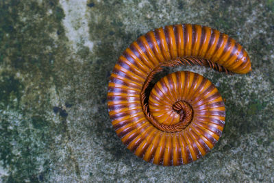 High angle view of spiral