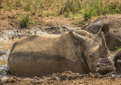 Side view of an animal resting on field