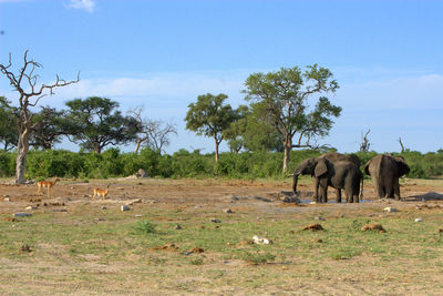 Cows grazing on grassy field