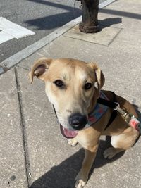 High angle view of dog on footpath