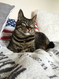 Cat resting on tiled floor