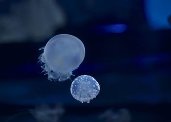 Close-up of jellyfish swimming in sea