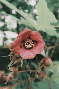 Close-up of red berries on plant