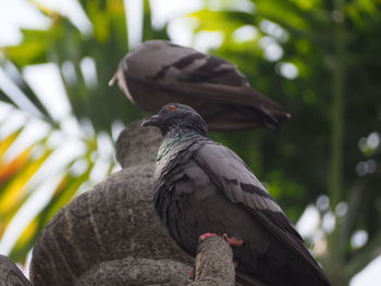 Low angle view of bird perching on tree