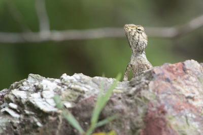 Close-up of lizard