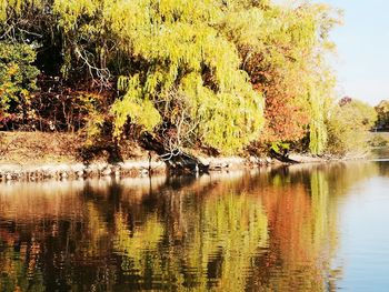 Scenic view of lake in forest