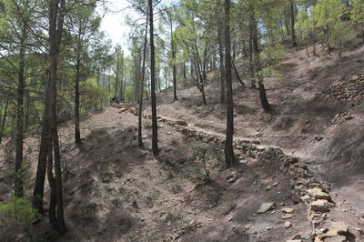 Scenic view of forest