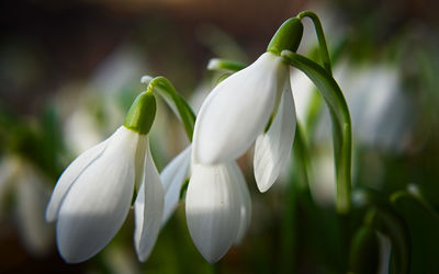 Close-up of white flowering plants