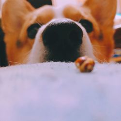 Close-up of dog relaxing at home