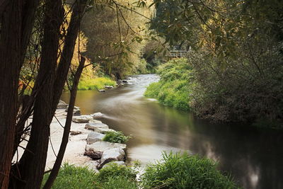 River amidst trees in forest