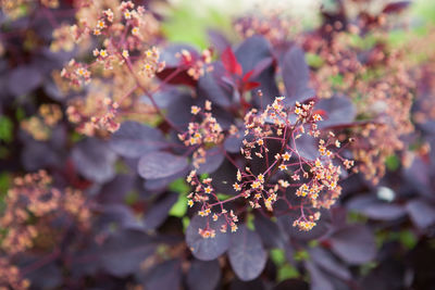 Close-up of fresh flowers blooming on tree