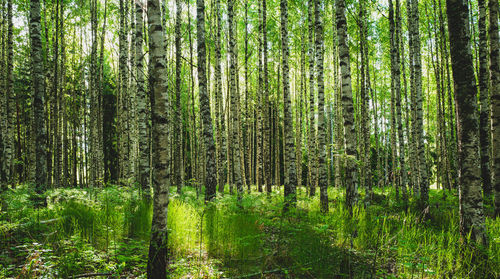 Birch trees in forest in early morning light