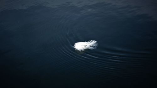 High angle view of white flower floating on lake