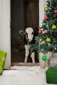 Portrait of calf standing at doorway during christmas