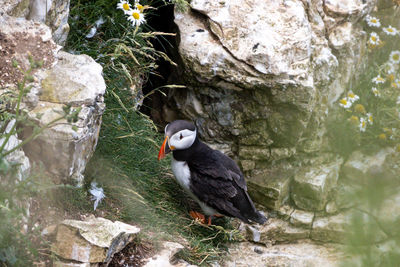 Close-up of bird perching on rock