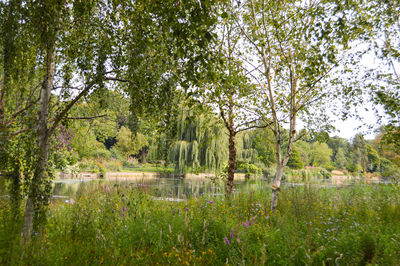 Scenic view of lake in forest