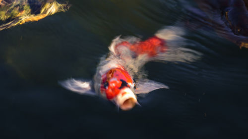 High angle view of fish swimming in lake