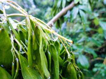 Close-up of fresh green plants in water