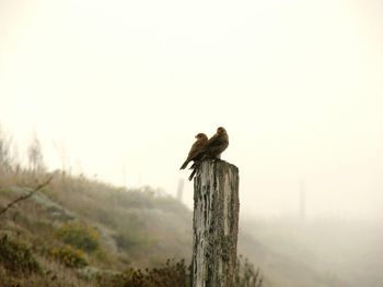 Bird perching on wooden post