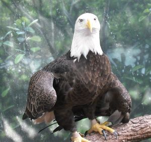 Close-up of eagle perching on rock