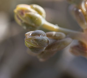 Close-up of lemon growing on plant