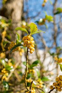 plant