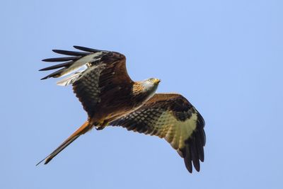 Low angle view of eagle flying against clear sky