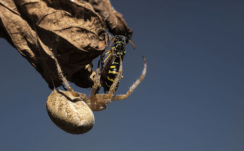 Close-up of spider eating wasp on dried leaf against sky