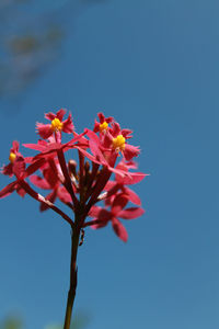 Low angle view of flowers blooming outdoors
