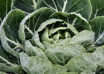 Full frame shot of fresh cabbage