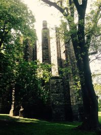 Trees growing in lawn