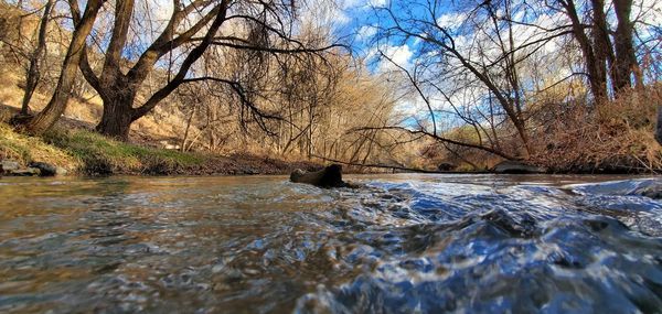 Surface level of river flowing in forest