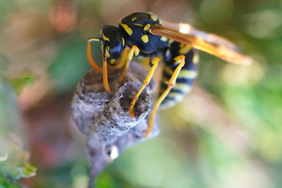 Close-up of insect on flower